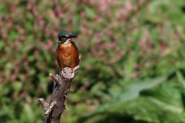 Kingfisher