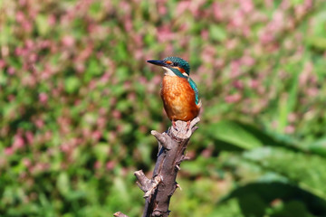Kingfisher