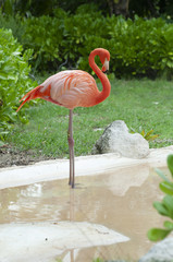 Flamingo Flamenco en el agua sobre fondo verde