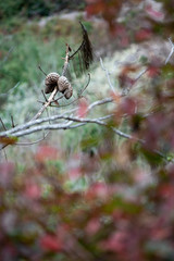 Pebble Beach Pinecone