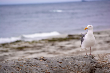 Seagull in Pebble Beach