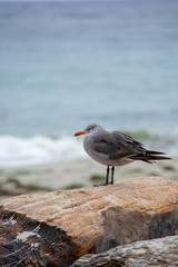 Cold Bird on Pebble Beach