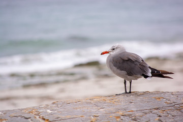 Bird Takes in the Waves