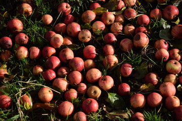 Äpfel auf einer Wiese