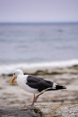 Seagull Maneuvers across the Beach