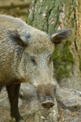 sanglier peste porcine marcassin gibier animaux foret ardennes Wallonie viande alimentation