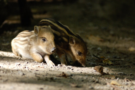 sanglier peste porcine marcassin gibier animaux foret ardennes Wallonie viande alimentation