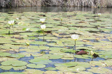 Lirios con flor de loto