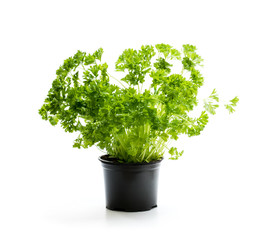 Parsley  herb plant in a pot isolated on white