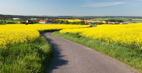 landscape rapeseed and road