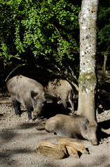 sanglier peste porcine marcassin gibier animaux foret ardennes Wallonie viande alimentation