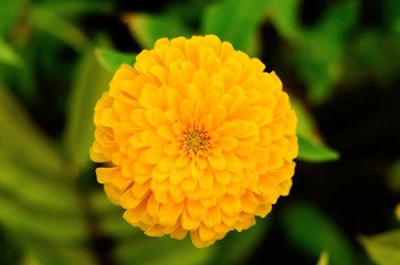 A yellow marigold on the green background