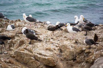 seagulls on the beach