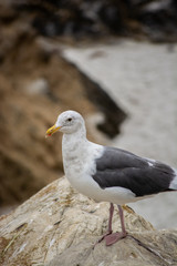 Seagull Smiles for Photo