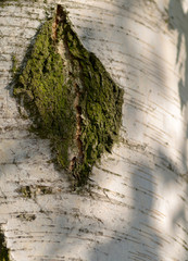 kora brzozy © Henryk Niestrój