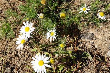 Top view of daisies
