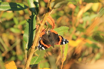 butterfly on yellow flower
