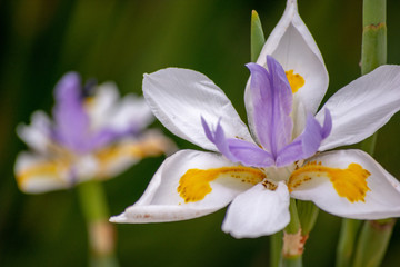 Spring Flower Blooms in California