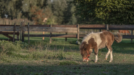 Pony © jsr548