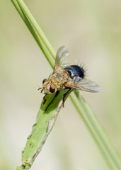 Mosca moscardon en flores