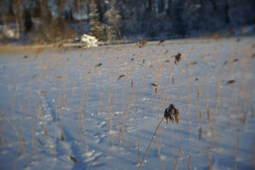 a bed of reeds at winter