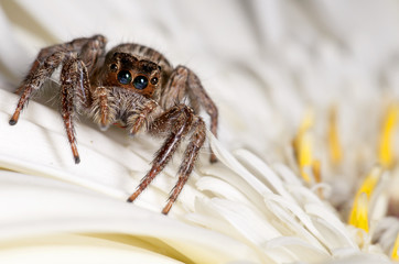 Araña saltarina