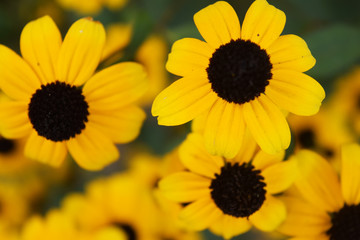 black yellow flower closeup natural seasonal landscape