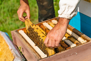 a man puts a frame with bees and honey in a beehive in the courtyard in the summer. Close-up