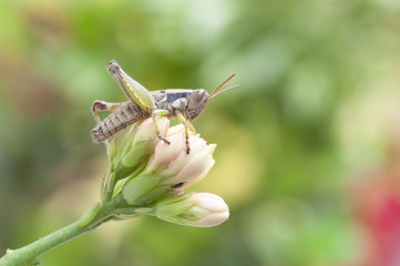 Chapulín sobre rama y flor