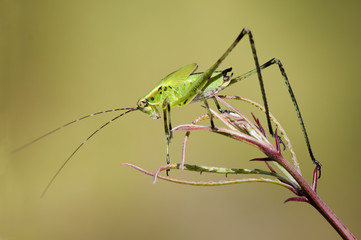 Chapulín sobre rama y flor