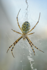 Wasp spider - Argiope bruennichi. Close-up orb-web spider