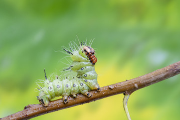 Oruga comeindo hojas