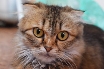 Cute furry cat close up. Looking for a master