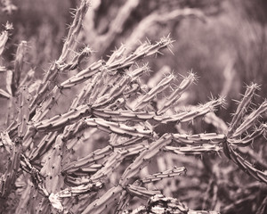 Prickly Arizona Cactus