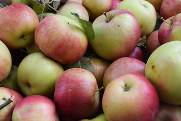Juicy delicious apples in the box.Autumn harvest.