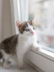 Closeup picture of a cute kitten looking through the window