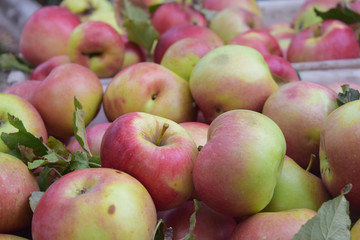 Juicy delicious apples in the box.Autumn harvest.