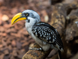 Nashornvogel © Raphael