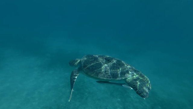 Green sea turtle in the water column (Chelonia mydas) Follow shot, Underwater shot, 4K / 60fps
