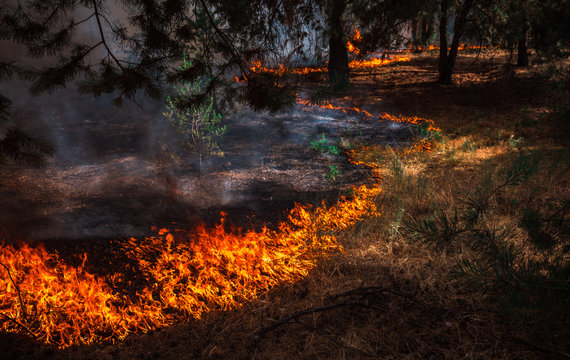  wildfire, burning pine forest .