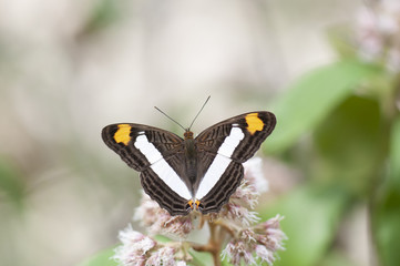 Mariposa Monja adelpha eulalia basiloides