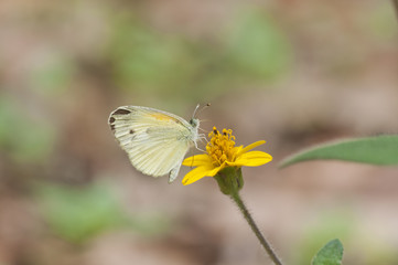 Mariposa amarilla Pieridae Nathalis iole