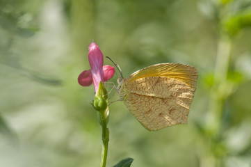 Mariposa de la Familia PIERIDAE Eurema proterpia