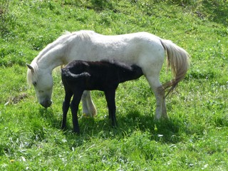 Giuemta bianca con puledro nero
