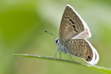 Mariposa familia Lycanidae azulitas