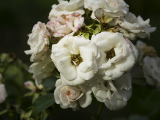 White roses still blooming in the autumn garden