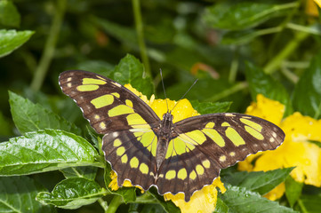Mariposas verde malaquita