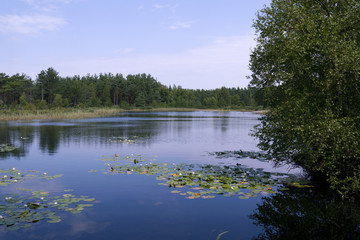 Obraz premium Laesoe / Denmark: View over the dreamy swimming pond with water lilies in the woods near Byrum