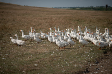 Geese in the grass. Domestic bird. A flock of geese walking in the field