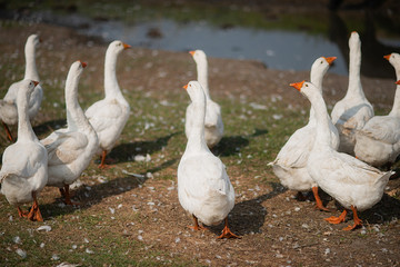 Geese in the grass. Domestic bird. A flock of geese walking in the field